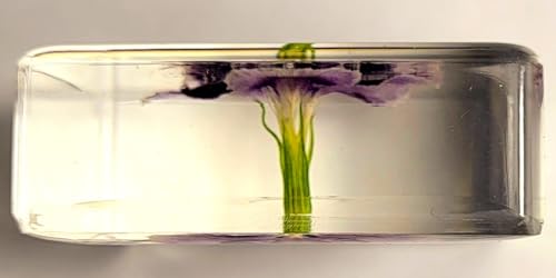 Image of 38mm Real Purple Geranium Flower in Crystal Clear Lucite Resin Specimen Botanist Herb Herbarium Crafts Collection for Botany Science Education & Desk Ornament Display Small Paperweight
