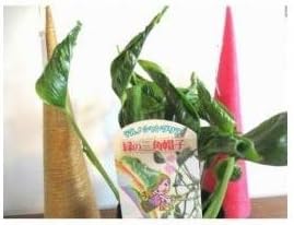 Amazon プランツネット Plants Net 観葉植物 緑の三角帽子 ポトス テルノ シャングリラ 3号 K 24入 プール 屋外サウナ Amazon プランツネット Plants Net 観葉植物 緑の三角帽子 ポトス テルノ シャングリラ 3号 K 24入 プール 屋外サウナ