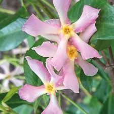 Trachelospermum Pink Showers Evergreen Star Jasmine 2 Litre Pot