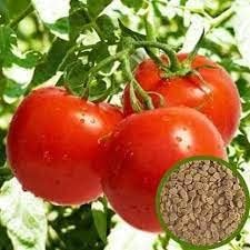 Plants Tomato Arka Rakshak Hybrid F1 Vegetable Seeds 100 Seeds Packet, tomato seeds (B0CD1Y33VG) Amazon Price History, Amazon Price Tracker