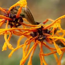 Witch Hazel Native Plant, Fragrant Blooming Shrub with Yellow to Red Flowers, Garden Ornamental Deciduous Bush (2 Gallon/Potted/Single Plant)
