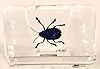 44mm Real Cobalt Blue Milkweed Beetle in Crystal Clear Lucite Resin Specimen Preserved Insect Bugs Taxidermy Crafts Collection for Biology Science Education & Desk Ornament Display Supplies #1