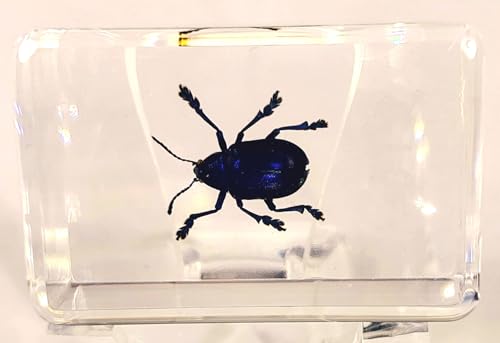 Image of 44mm Real Cobalt Blue Milkweed Beetle in Crystal Clear Lucite Resin Specimen Preserved Insect Bugs Taxidermy Crafts Collection for Biology Science Education & Desk Ornament Display Supplies
