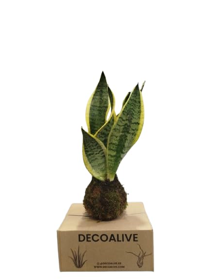 DECOALIVE Kokedama de Sansevieria Laurentii – Planta de Interior para Ambientes Zen