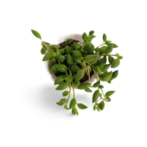 Creative Farmer Succulent Plant Live String Of Bananas House Plants Succulents For Home Indoor (Healthy Plant) (B09K41SHJB) Amazon Price History, Amazon Price Tracker