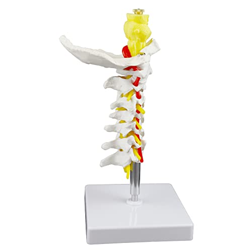 Image of Parco Scientific PB00052 Cervical Spine with Nerves & Arteries Life-Size, Articulated, 7 Cervical Vertebrae, Intervertebral Discs, Occipital Bone, Spinal Cord, Paired Spinal Nerves & Vertebra