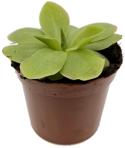 Fangblatt Pinguicula 'Tina' fleischfressende Pflanze im 9 cm Topf