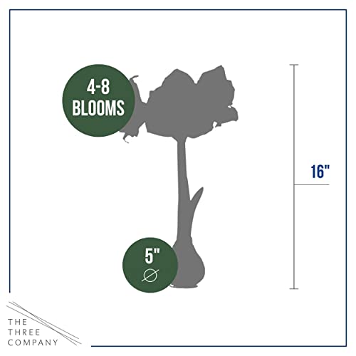 image for The Three Company Waxed Amaryllis Bulb - Red - Easy Care, No Watering 