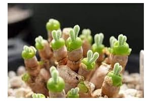 New Fresh 100pcs Monilaria Obconica Plant Seeds Generic - Rare Succulent, Perfect for Plant Lovers