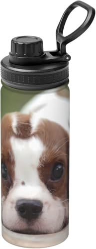  ^fM X|[c{g XpjG XeX{g y ۗ 킢E ۉ ^ 530ml e jp ԍڗp ItBX 蕨