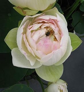 Image of Very Beautiful All Season White-Pink Water Lotus(Pack Of-1) /Water Kamal /Water Lily Plant (TUBER) Original Hybrid Veriety Blloming With In 30 Days For Outdoor & Indoor Live Plant.