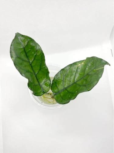 �z�� �O���u���[�T globulosa
