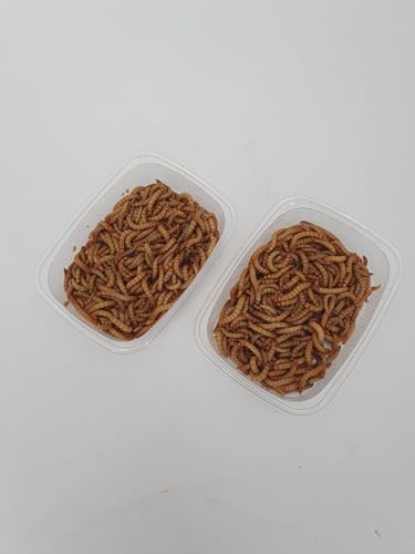Mehlwürmer Lebend Kaufen In Der Nähe Futtermaus Lebend Kaufen – Die 15 besten Produkte im Vergleich