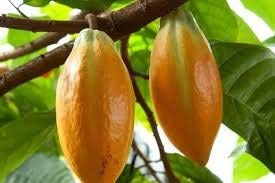 Creative Farmer Live Fruit Plant Chocolate Plant/Coco Fruit Rare Hybrid Cocoa Plant Forastero Yellow Color - Seedling Outdoor Garden Plant(1 Healthy Live Plant)