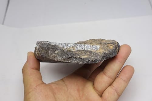 Image of Natural Orthoceras Fossil from Devonian Period Fossil from Morocco A313