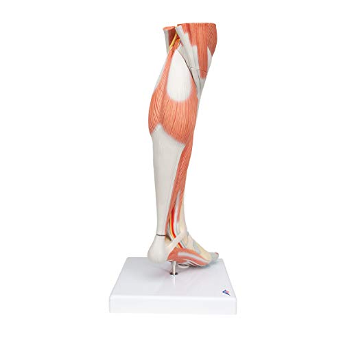 Image of 3B Scientific M22 Lower Muscled Leg w / Knee 3-part - 3B Smart Anatomy