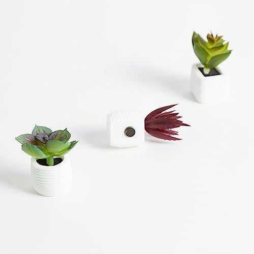 Imanes decorativos U Brands succulents multicolor pack 3