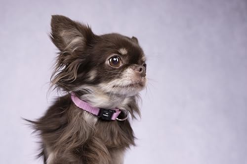 Dog Collar Ziggi Pink S 30-45cm 15mm - Image 4