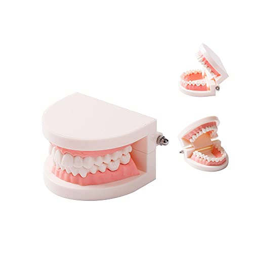 Easyinsmile® Dental Standard Teeth Teaching Model Kids Denture Model Tooth Model For Student #TOP6