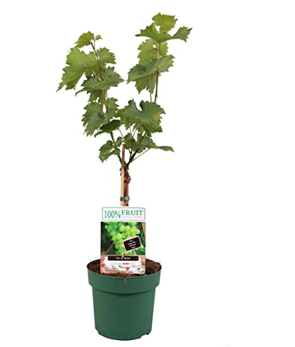 Parra Natural Arbusto Trepador Productor de Uva Blanca