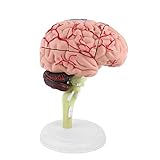 ✔【Materiales de alta calidad】El modelo anatómico del cerebro humano está hecho de plástico de alta calidad, liviano y fácil de transportar
