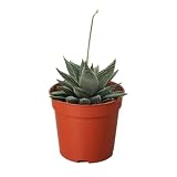Haworthia Miami Succulent Live Plant | Houseplants in 4'' & 6'' Pot