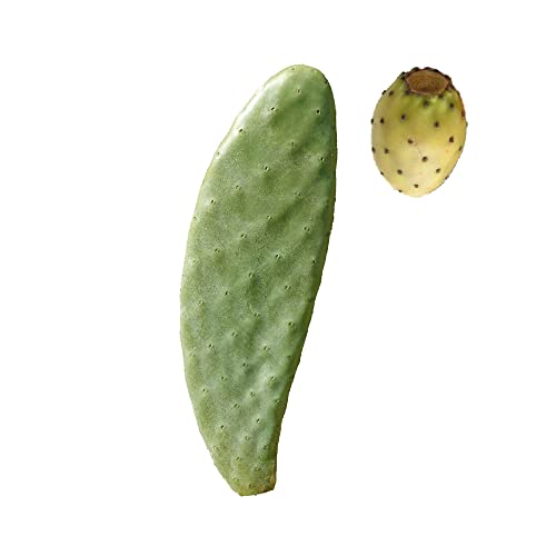 1pz Pala fico d'india SENZA spine talea frutti bianchi - Opuntia Santamaria