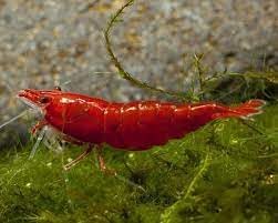 Swimming Creatures Neocaridina Shrimp Combo