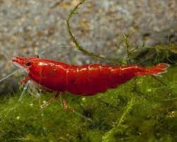 Swimming Creatures Neocaridina Shrimp – Premium Red Variety