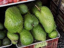Nuevas semillas frescas de fruta de guanábana gigante de 100 piezas