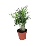 Bergpalme | Chamaedorea elegans | ca. 40 45 cm | ø 12 15 cm Topf | Pflegeleichte Zimmerpflanzen für Wohnung und Büro | Qualität vom Pflanzen Profi | Ideale Raumbegrünung