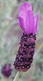 L+ Lavandula Stoechas Anouk (2.5QT Size Pot, Bee Friendly, 1 Live Plant)