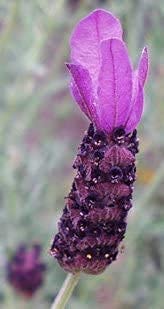 L+ Lavandula Stoechas Anouk