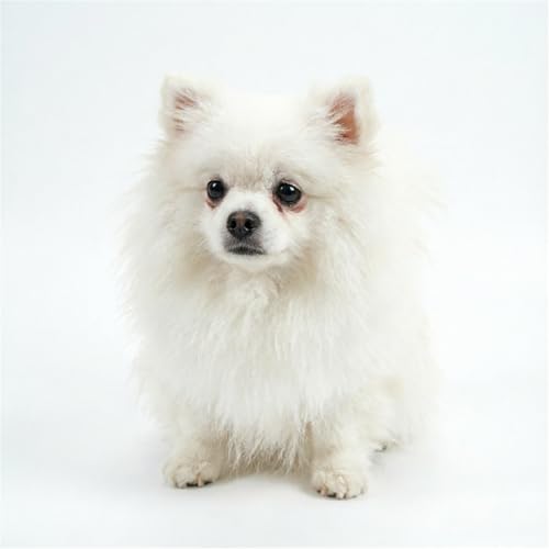 Peluche chien Poméranie réaliste blanche de 26 cm pour décorer une chambre