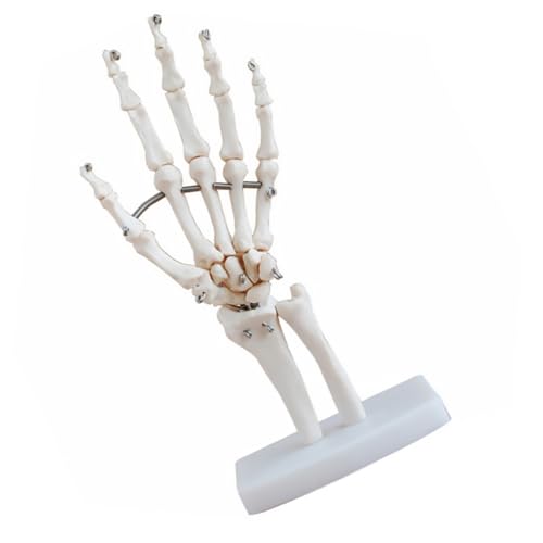 Modèle de squelette de main humaine articulé Cabilock pour études
