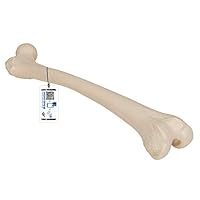 3B Scientific A35/1 Femur-Modell, inkl. anatomischer Software (evtl. nicht in deutscher Sprache) 3B Smart Anatomy