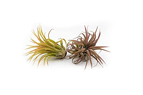 Tillandsia - Afbeelding 6