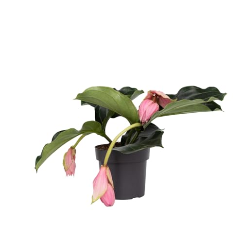 Plant in a Box - Medinilla Magnifica - Rosenmedinilla - Blühende Zimmerpflanze - Topf 17cm - Höhe 40-50cm