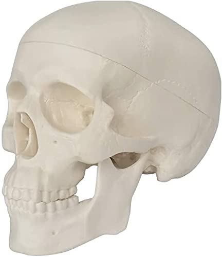 Mini Human Skull Model, 3 Parts Palm-Sized Anatomy Skull Model with Removable Skull Cap & Full Set Teeth, School Teaching-Learning Tool, Fun Decorations Halloween Decorations Pirate Themed Decorations