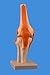 Wellden Product Anatomical Human Knee Joint Model, w/Ligaments, Functional, Life Size