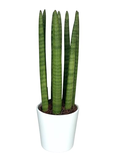 I GIARDINI DI GIULIA - Sasevieria CYlindrica in vaso di ceramica bianco, Pianta vera, Vaso diametro 15 cm. altezza pianta 45 cm.
