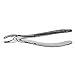 English Extracting Forceps, Upper Molars, Right No. 17