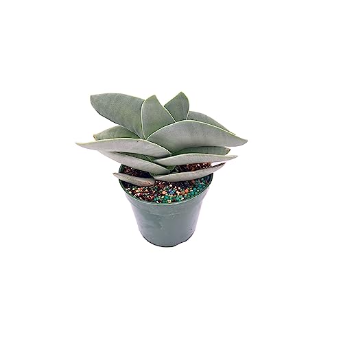 Ragnaroc Live Succulents – Crassula Falcata In 4” Pot - 1Ct - Live Arrival Guaranteed - Potted Succulents, House Plants For Home Decor & Gift #TOP2