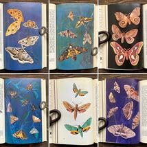 Amazon.co.jp: ドイツの古い昆虫図鑑(KNAURS INSEKTEN BUCH 1968年