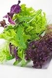 PREMIER SEEDS DIRECT Lettuce - Gourmet LOOSELEAF Cutting Mix - 1500 Seeds