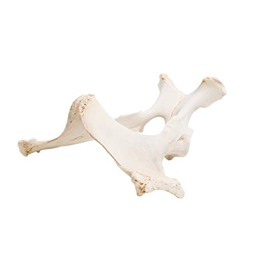 Image of 3B Scientific GmbH T30060 Horse Pelvis