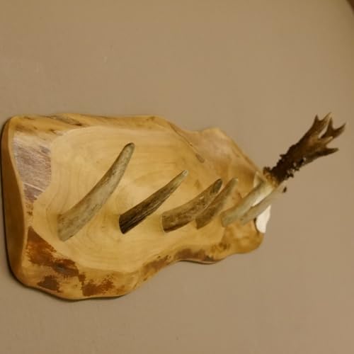 GTK - Geweihe & Trophäen KRUMHOLZ Geweih Garderobe mit 6 Haken aus Rothirschspitzen auf Holzbrett Rehgeweih Wandgarderobe Unikat 27.8.91