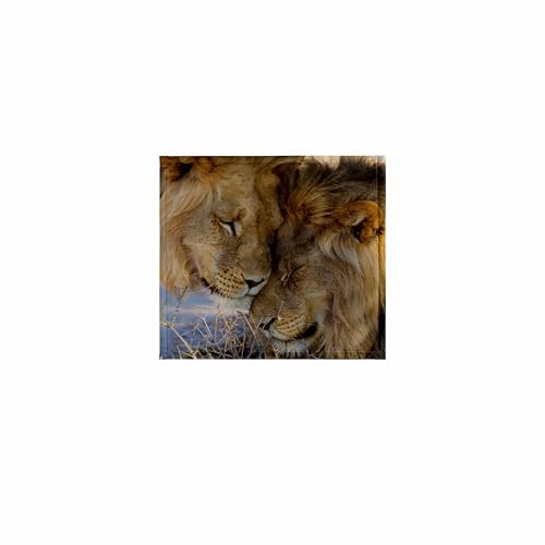 3dRose Two Lions, Kgalagadi Transfrontier Park, Northern Cape, South Africa. 11x12 Wash Cloth for Face and Body