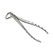 Bird Beak Dental Extraction Forceps