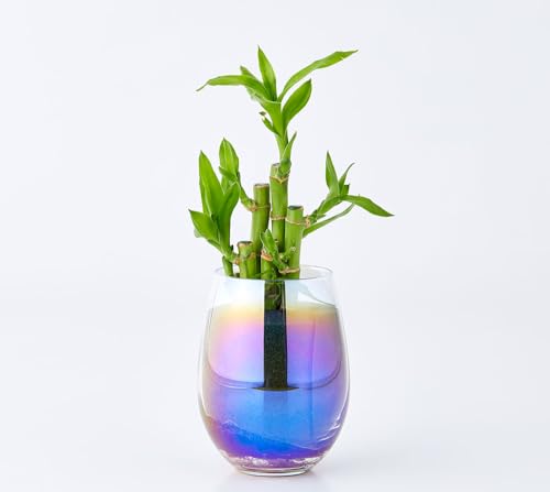 ��ell plants ���p �ϗt�A�� �T�C�YH30cm×��15�p �I�[�����J�b�v�O���X �y���g��Ȃ� ���������邾�� �����g�p �ȒP�Ǘ� (�~���I���o���u�[)